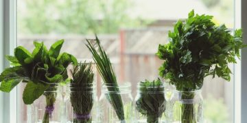 Grow Your Own Herbs Indoors: A Beginner's Guide - Cover Image