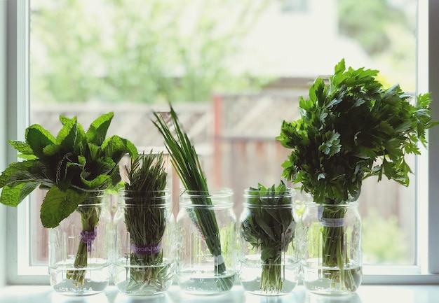 Grow Your Own Herbs Indoors: A Beginner’s Guide