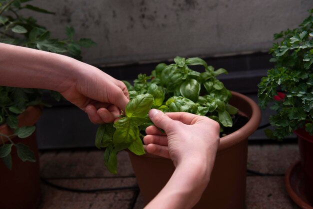 Close-up of a hand gently trimming fresh basil leaves from a potted plant on a kitchen counter, with soft, natural light highlighting the vibrant green color of the leaves. The background is slightly blurred, focusing attention on the act of harvesting the herbs.